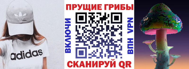 магазин продажи   блэк спрут вход  Псилоцибиновые грибы Psilocybine cubensis  Приозерск 